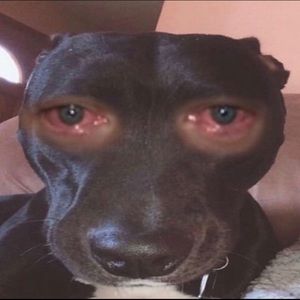 Meet your Posher, Benjamin